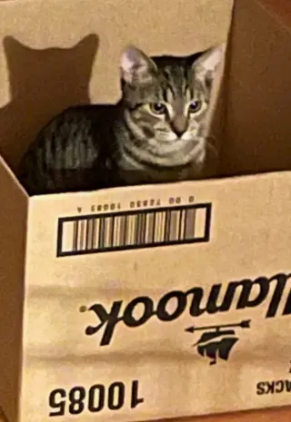 Mijo
