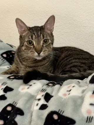 Mijo
