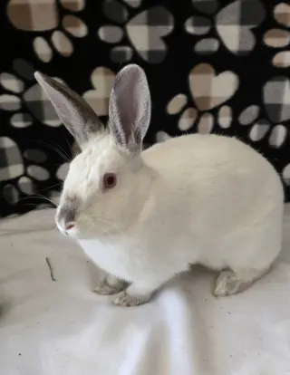 Smudge