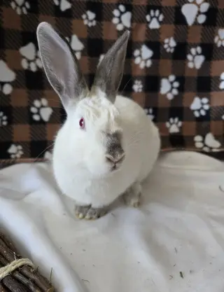 Smudge