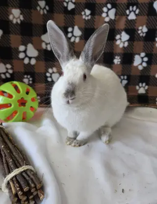 Smudge