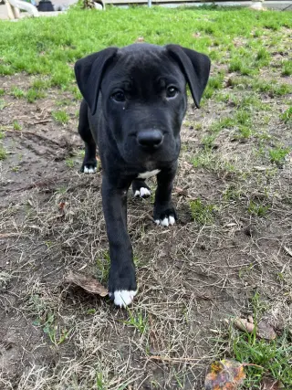 Linus