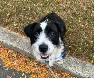 Basil