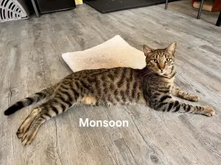 Monsoon