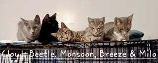 Monsoon