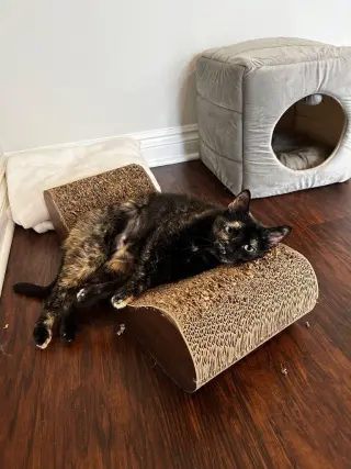 Jinxie