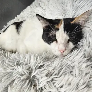 Daphne