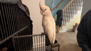 Pretzel