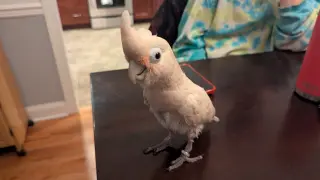 Pretzel