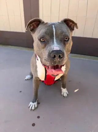 Valentina (Courtesy Post) - Adopt Me!