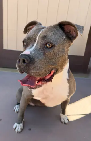 Valentina (Courtesy Post) - Adopt Me!
