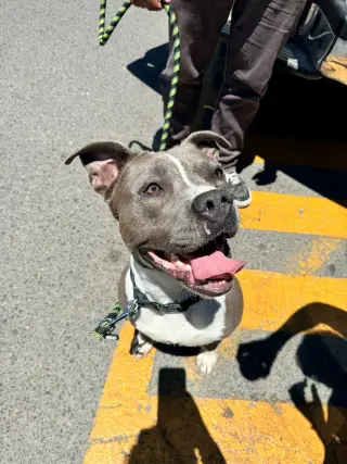 Valentina (Courtesy Post) - Adopt Me!