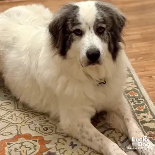 Big Boy