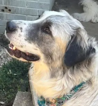 Phoebe