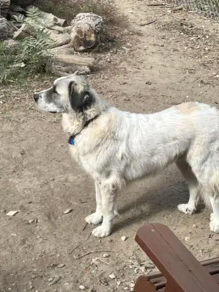 Phoebe