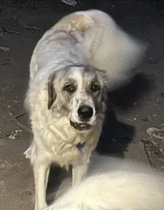 Phoebe