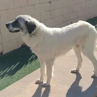 Phoebe