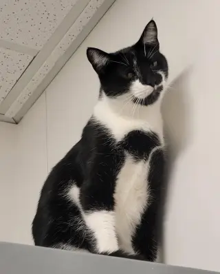 Cookie S