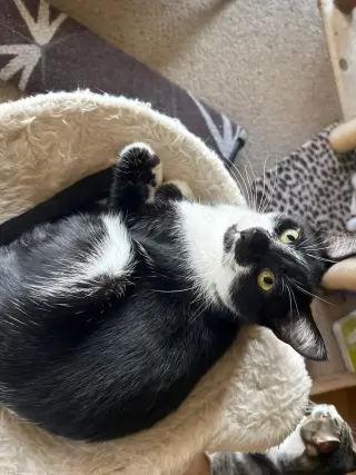 Cookie S