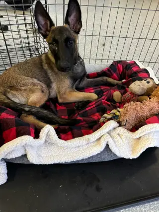 Mateo