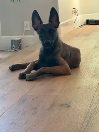 Mateo