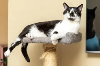 BISCUIT CATIO