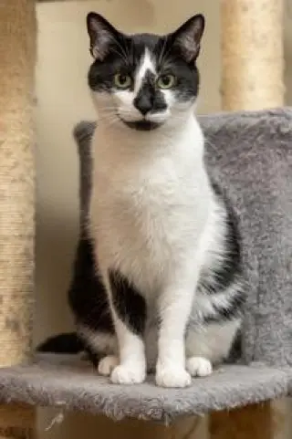 BISCUIT CATIO