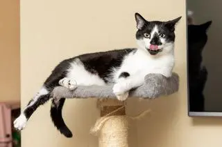BISCUIT CATIO
