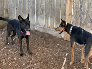 Forty