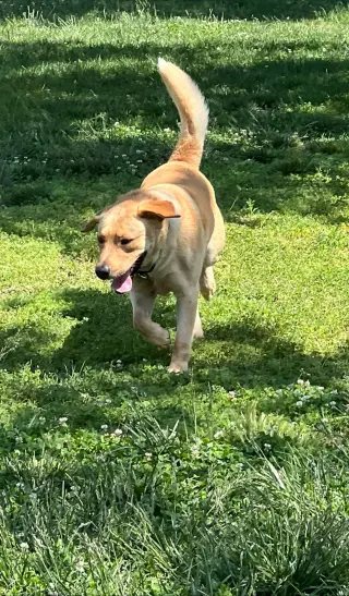 Biscuit
