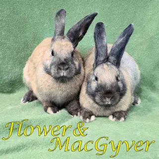Flower (bonded to MacGyver)