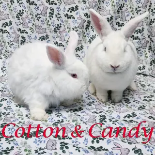 Cotton (bonded to Candy)