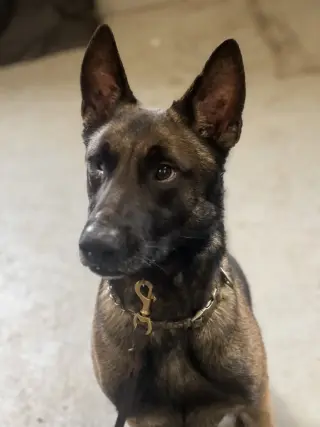 Mateo