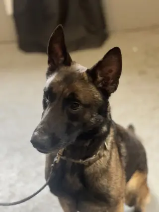 Mateo