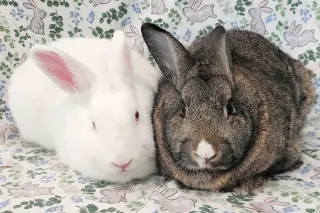 Whitney (bonded to Blanche)