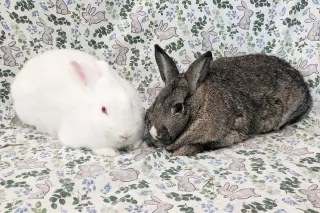 Whitney (bonded to Blanche)