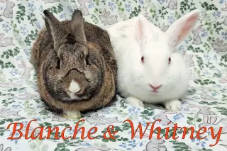 Blanche (bonded to Whitney)