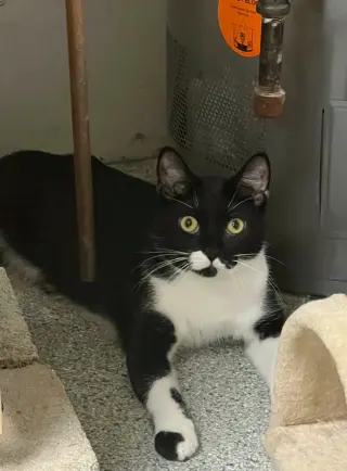 Cosmo