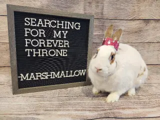 Marshmallow