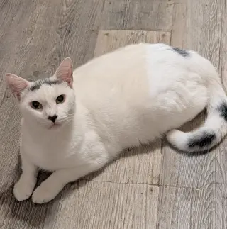 Azlan