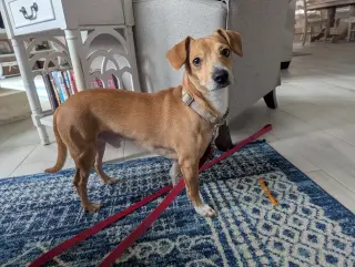 Mojo