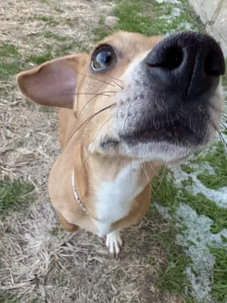 Mojo