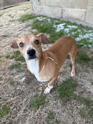 Mojo