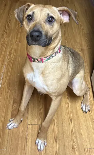 Clara
