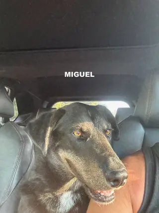 MIGUEL