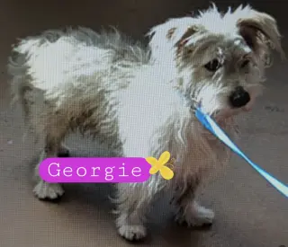Georgie