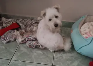 Georgie