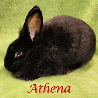 Athena