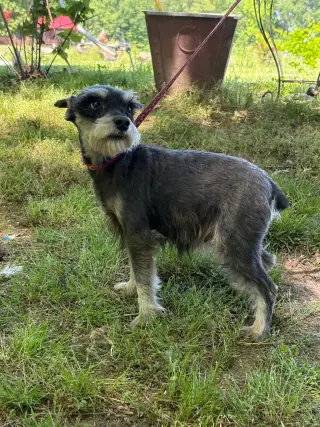 VIOLET/ mini 6lbs