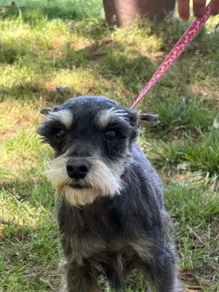 VIOLET/ mini 6lbs